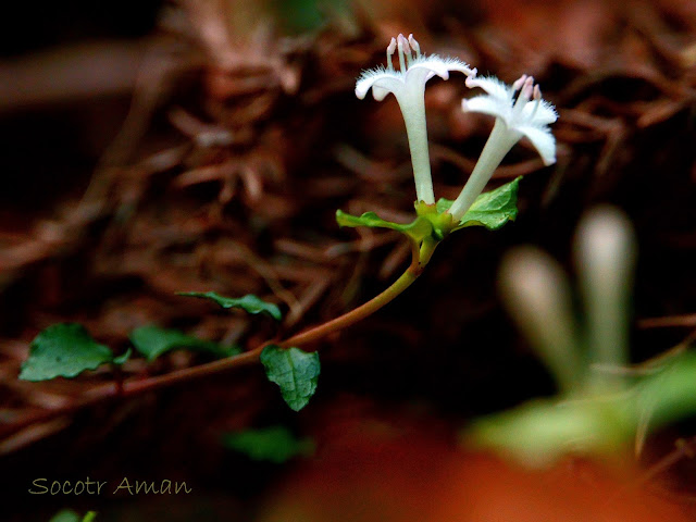 Mitchella undulata