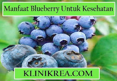 Manfaat Blueberry Untuk Kesehatan