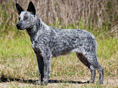 Australian-Cattle-Dog-1