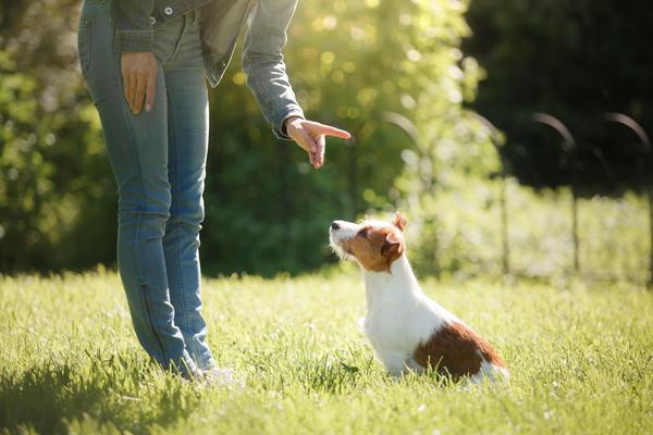 Determined master can train a dog