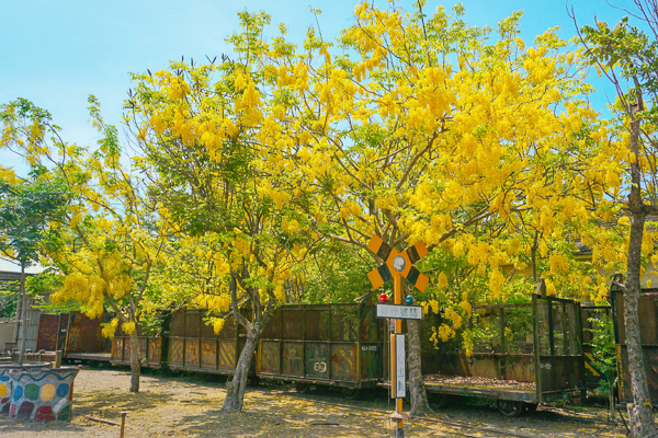 嘉義六腳蒜頭糖廠蔗埕文化園區阿勃勒網紅景點，阿勃勒五分車