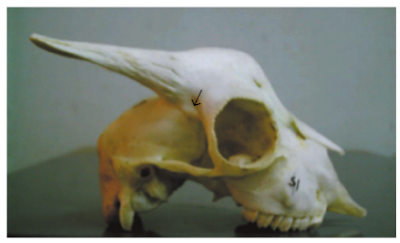 Arrow showing a caudofrontal depression in the skull of a goat