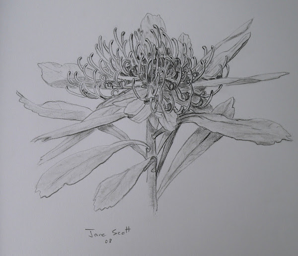 Waratah 1