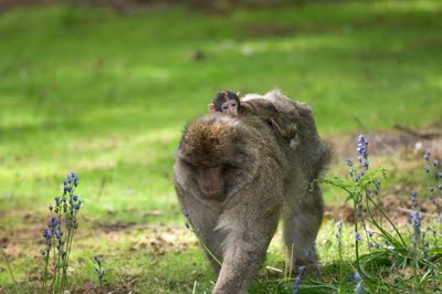 monkey forest ubud