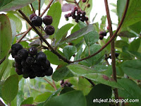 aronia