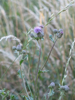 Lilac flowers and grass blowing in the wind