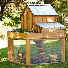 Valea's Thoughts: Build a Backyard Chicken Coop