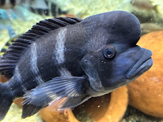 川崎水族館、通称カワスイ