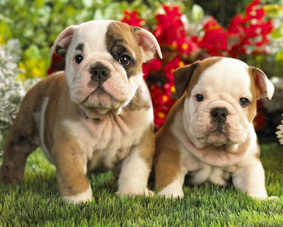 Perros Bulldogs