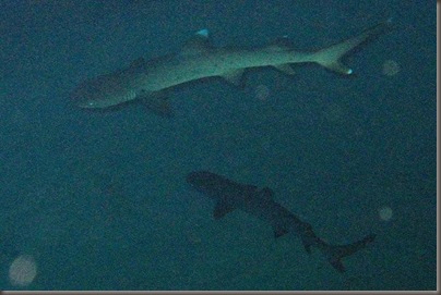 White Tip Sharks