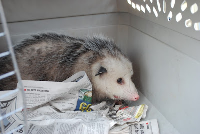 An opossum in a cage.