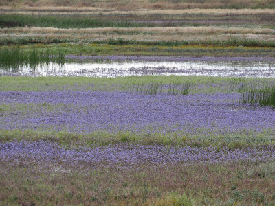 Sacramento National Wildlife Refuge