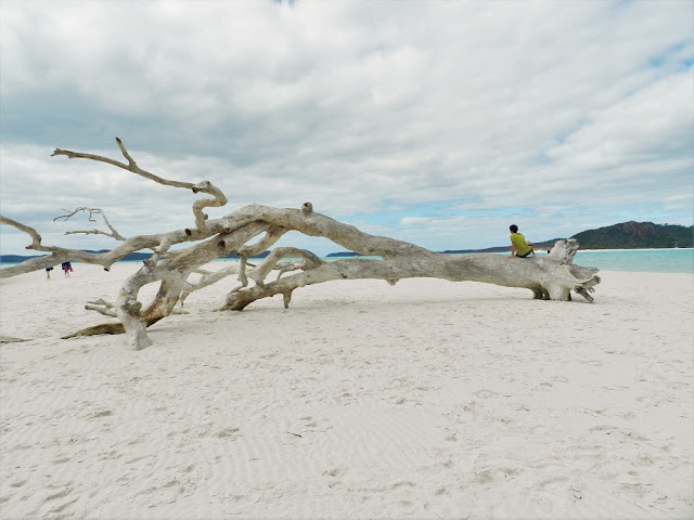 whitehaven beach australia whitsunday