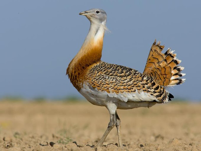 Great bustard Bird 