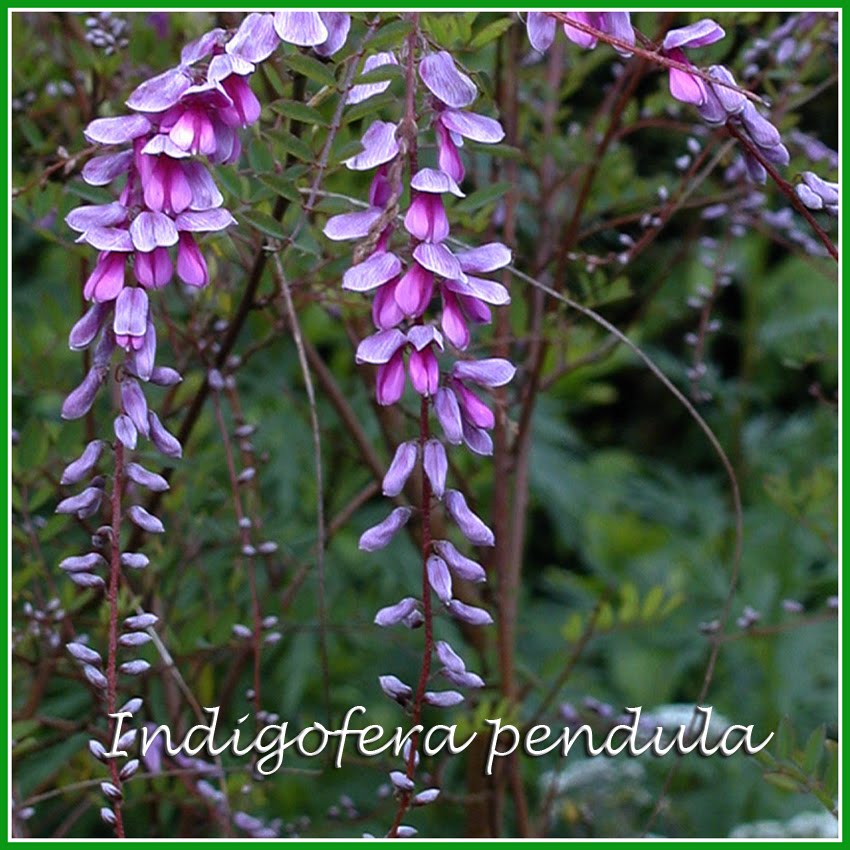 Indigofera subverticillata beats the lot.