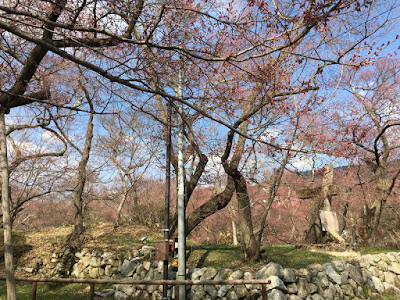 高遠城址公園 白兎橋の桜