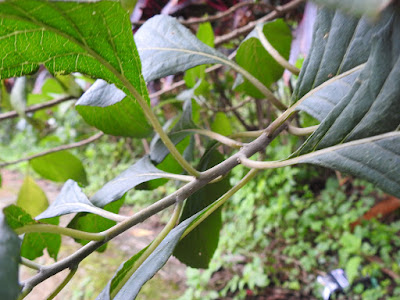 扁桃斑鳩菊的葉