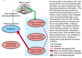 direct pathway mechanism Huntington's disease pathophysiology medical health treatment therapy