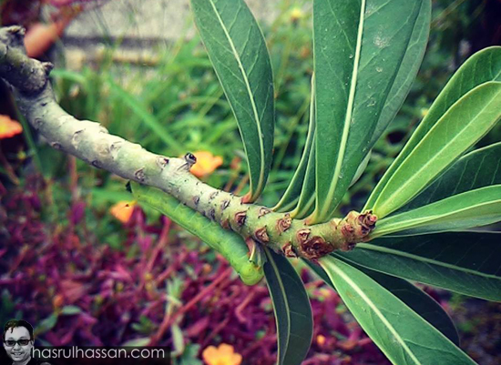 Swallowtail Caterpillar