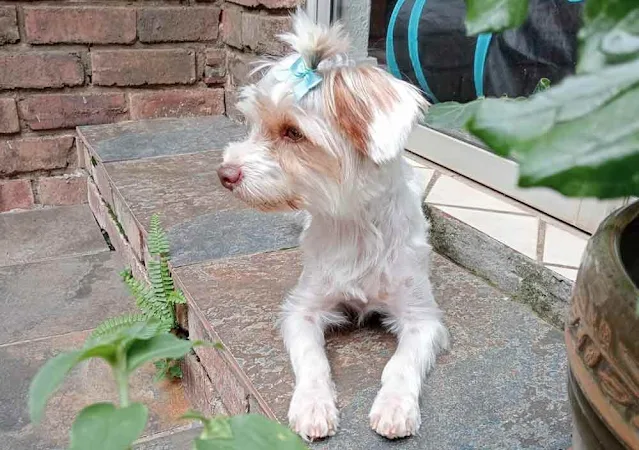 White & Brown Biro Yorkie boy