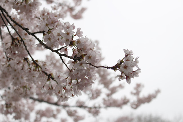 Ohanami, les cerisiers en fleur du parc de Shinjuku - Tokyo, Japon