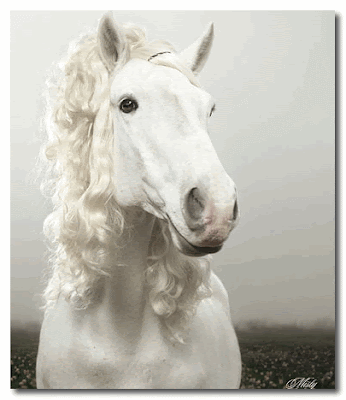 horses hair styles Julian Wolkenstein