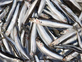 anchovies-fish-with-omega-3-fatty-acids-list-picture