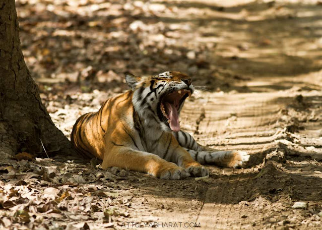 jim-corbett-nainital-uttarakhand