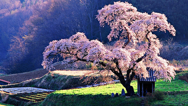 Nature 3D Cherry Blossom Wallpapers