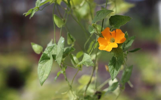 Black-Eyed Susan Vine Flowers Pictures