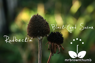 Rudbeckia, Black-eyed Susan seed heads