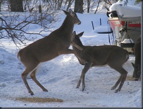 pizza party and deer at Dave's 020