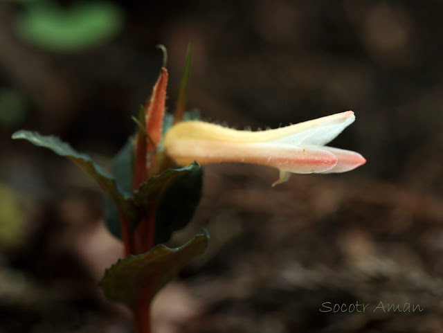 Goodyera biflora