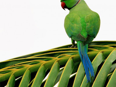 Latest Colorful Parrot HD desktop wallpapers