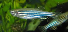 http://www.theguardian.com/science/2014/aug/13/stem-cell-research-gets-huge-boost-from-australian-zebrafish-discovery