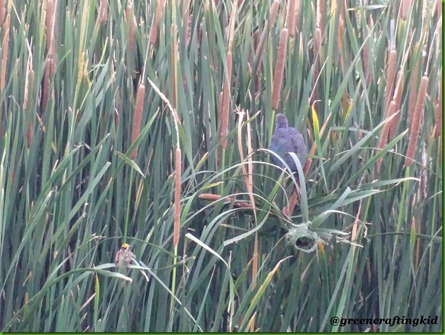 Purple moorhen n baya