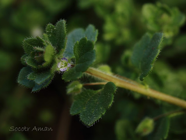 Veronica hederifolia