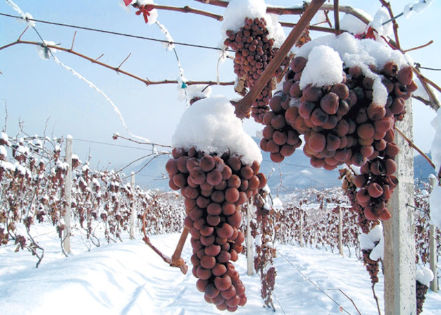 Uvas, Raciomos, Racimo, Uvas del Hielo, vineyard, grape