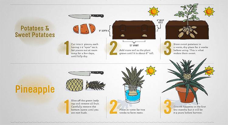 These Foods Magically Regrow Themselves From Kitchen Scraps [Infographic]