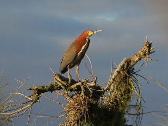 Algunas especies típicas de este ecosistema