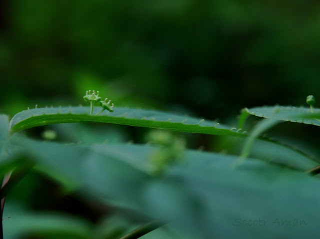 Helwingia japonica