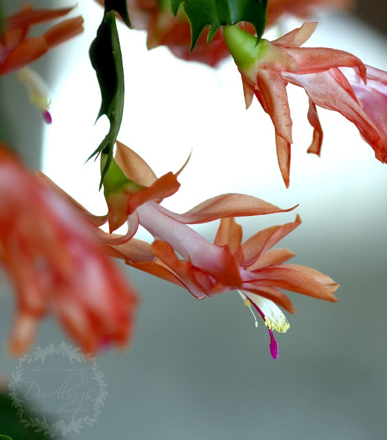 Christmas cactus...