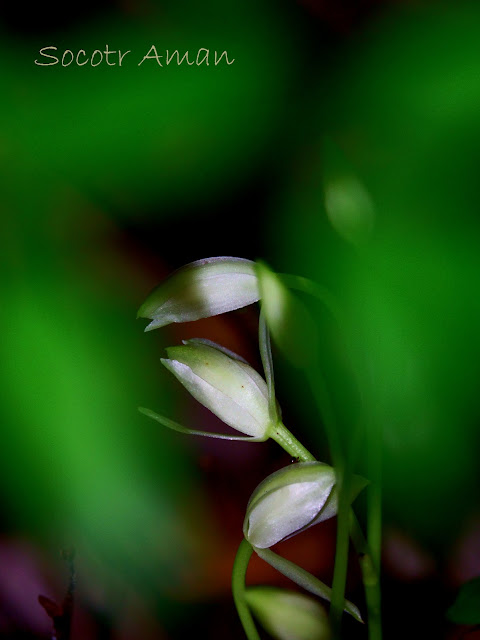 Cymbidium nipponicum