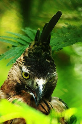 8 Hewan  Tercantik Di Indonesia Fauna Unik Dunia Binatang 