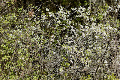 photo of (serviceberry?) bushes blooming in May