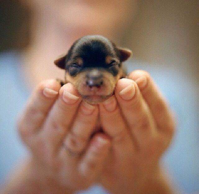 new born cute puppies