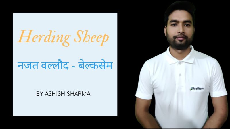 Herding Sheep II नजत वल्लौद - बेल्कसेम By Ashish Sharma