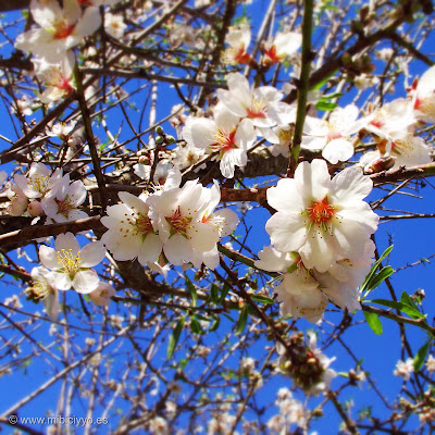 almendos en flor