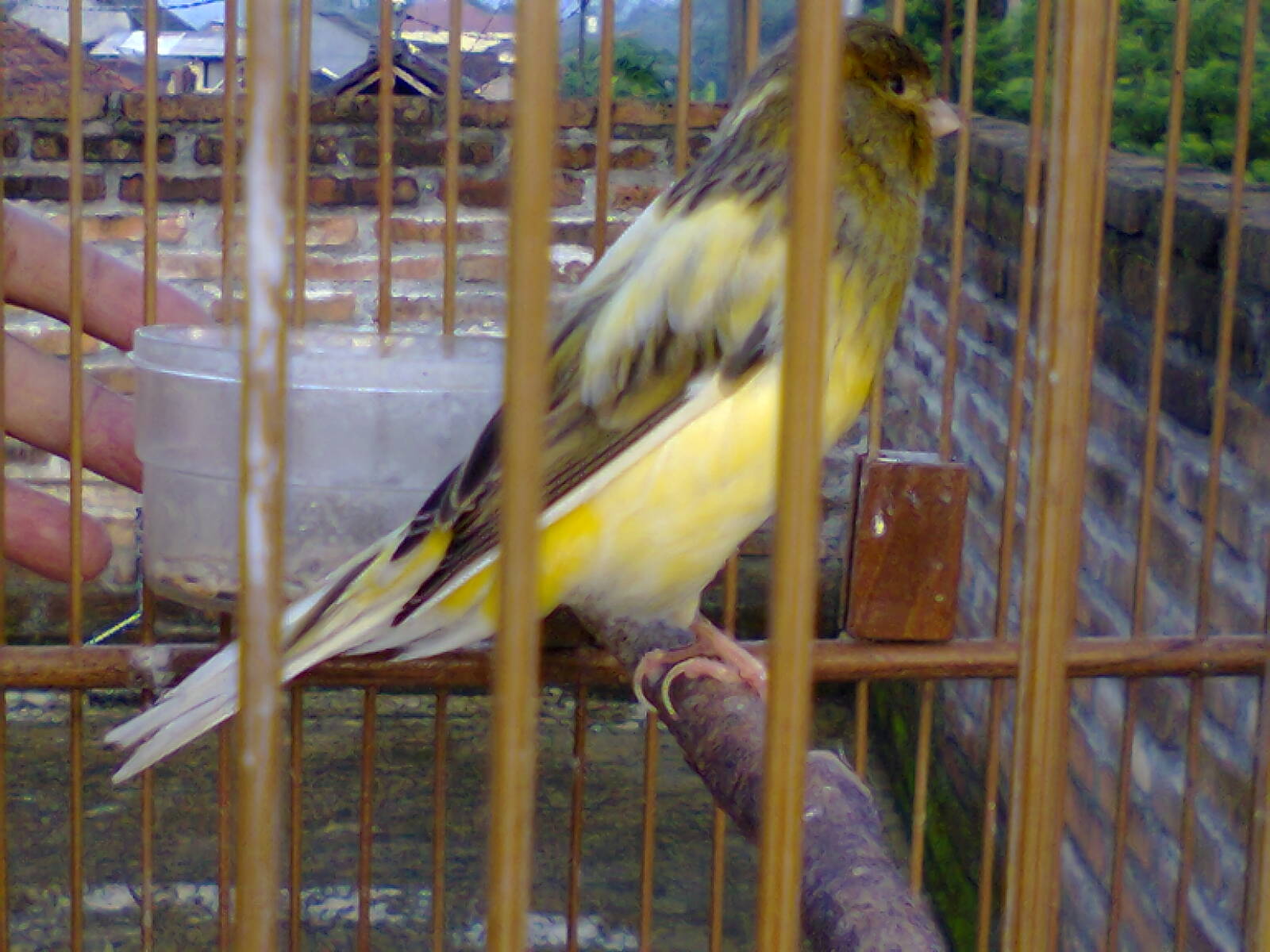 Senandung burung: KENARI DI MAGELANG