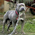 Fotos de perros pit bull terrier